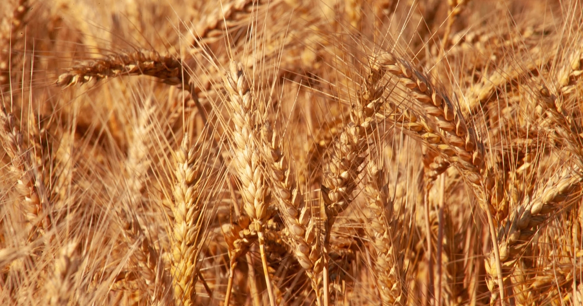 Winter wheat forage prospects better in 2023