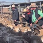 Next generation of dairy lovers compete at the Ekka