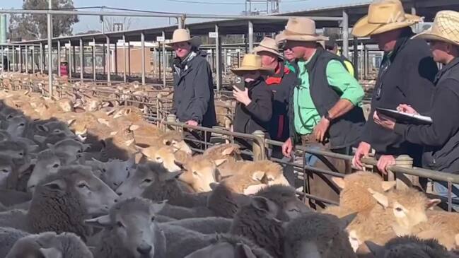 Livestock agents take the bids at Wagga Wagga