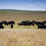 Aussie White herding instinct ideal at Marrar