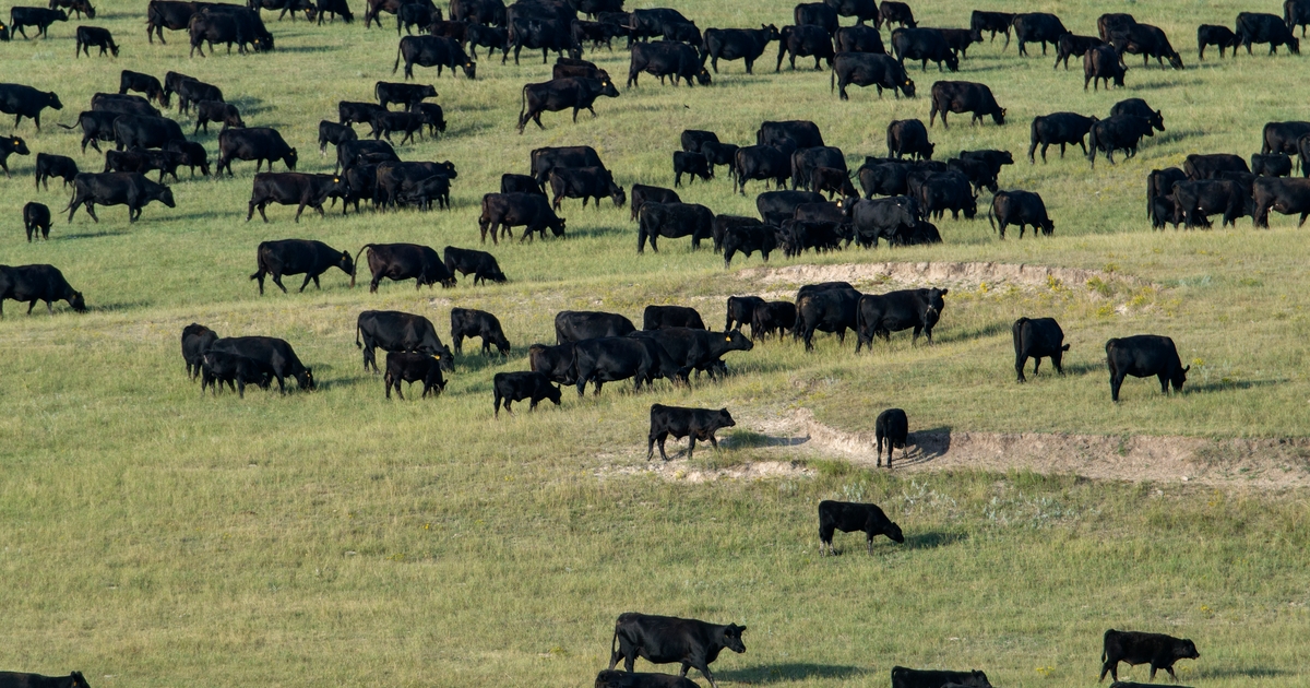 Certified Angus Beef awards $81,500 to record-breaking 23 recipients