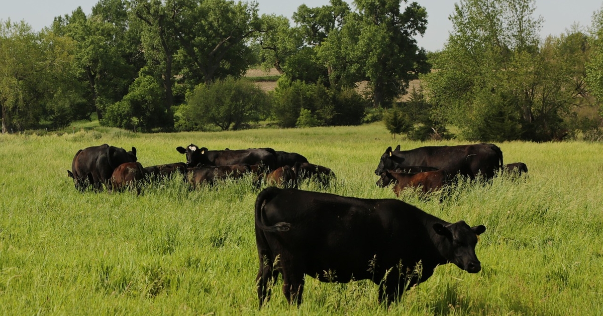 Anthrax cases rise in North Dakota