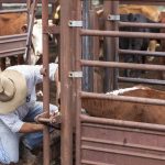 U.S. red meat highlighted at Latin American Product Showcase