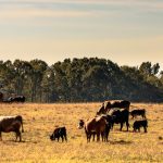 Spot water in demand from summer croppers with plenty of scope for irrigation | The Land