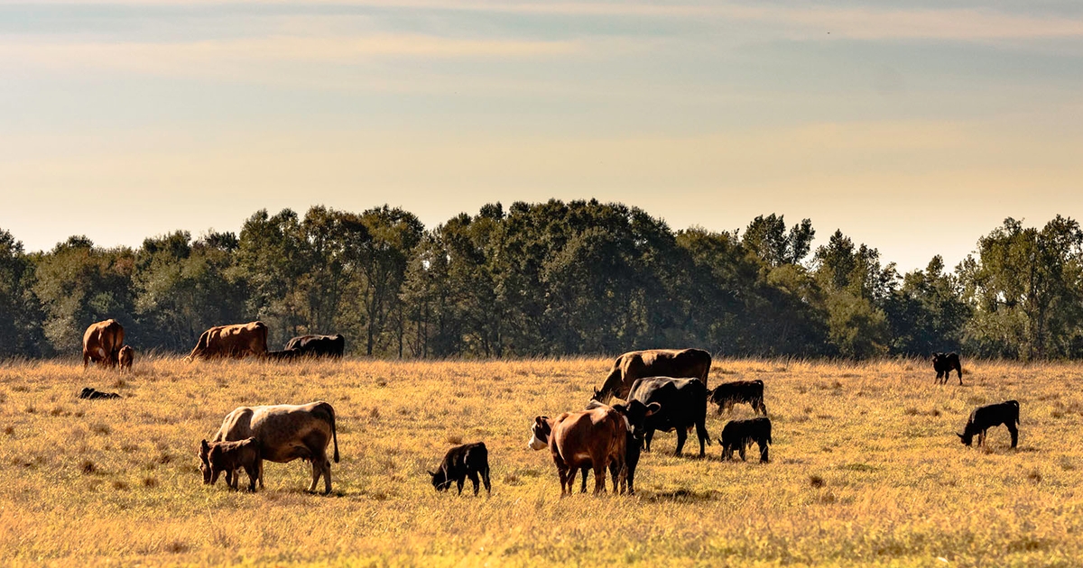 Most regions experiencing lower beef demand