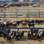 Feeder lambs at Hay sell to top of $86 three times