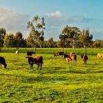 Piglet races and sheep shearing a feature at Walbundrie Show