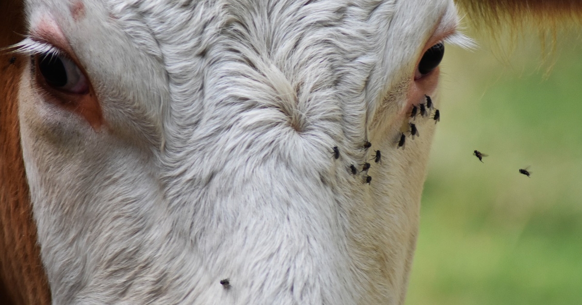 K-State cattle vets offer tips for late summer fly control