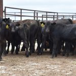 Consumer demand, high prices prompt cattle producer optimism