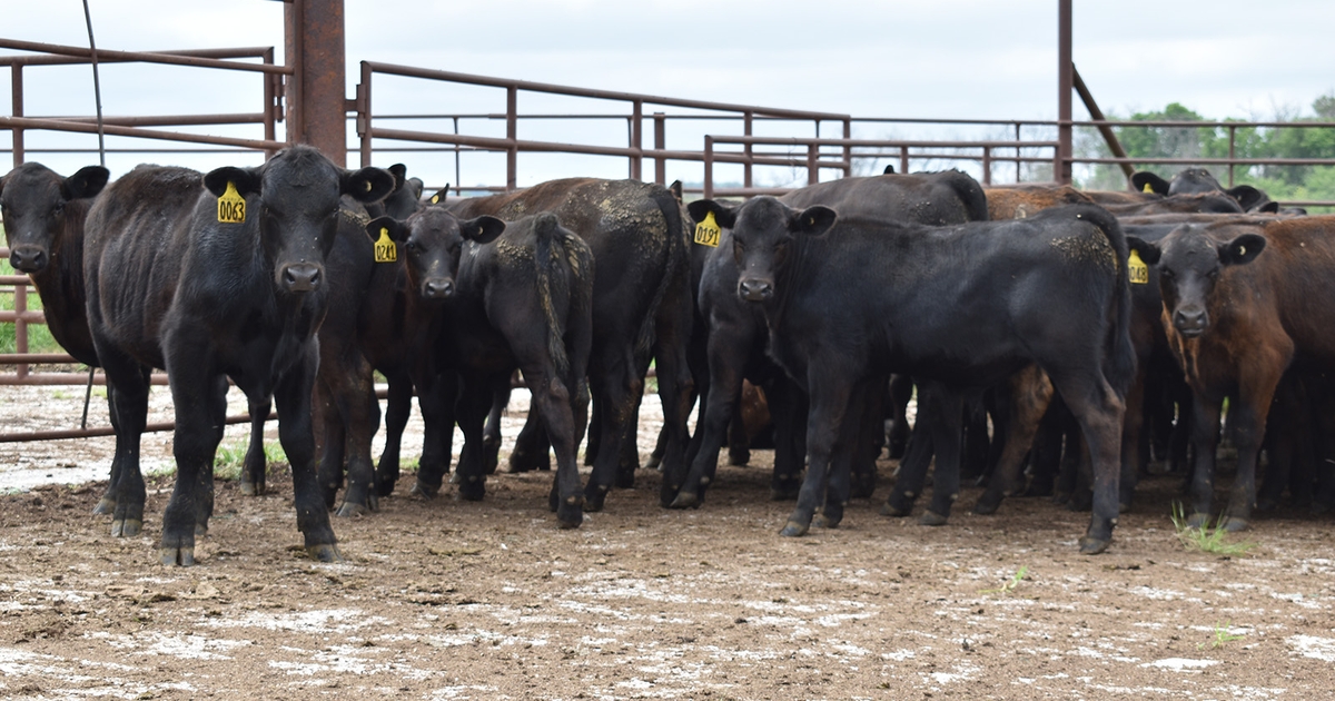 Health management of early weaned beef calves