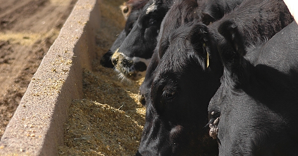 Improvement in feed situation may aid herd expansion