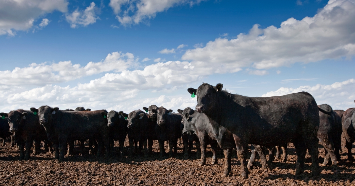 Optimism for cattle feeding returns dwindles