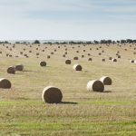 Farmers facing a feral pig fight as numbers increase