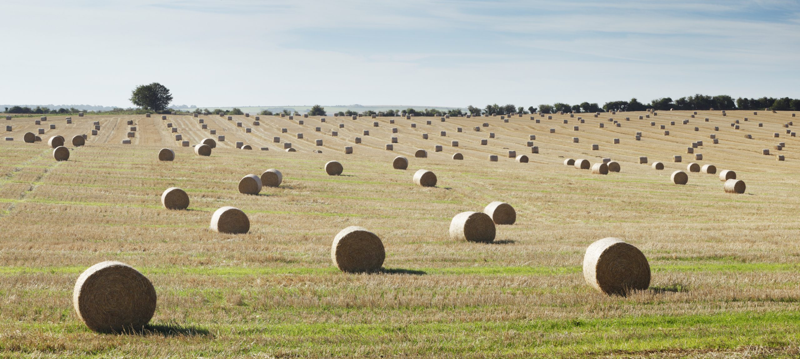 A No. 2 pencil is a beef producer’s best feed buying tool