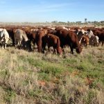 Cattle abortion study: Researchers seek input from industry stakeholders