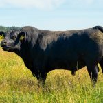 Beef antitrust lawsuit against meatpackers dismissed