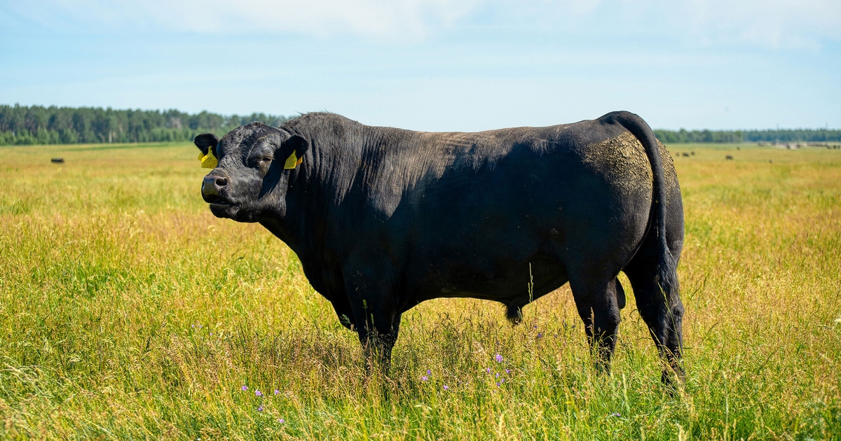 Managing bull preputial injuries