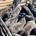 Chris Howie: One cattle market, many thoughts