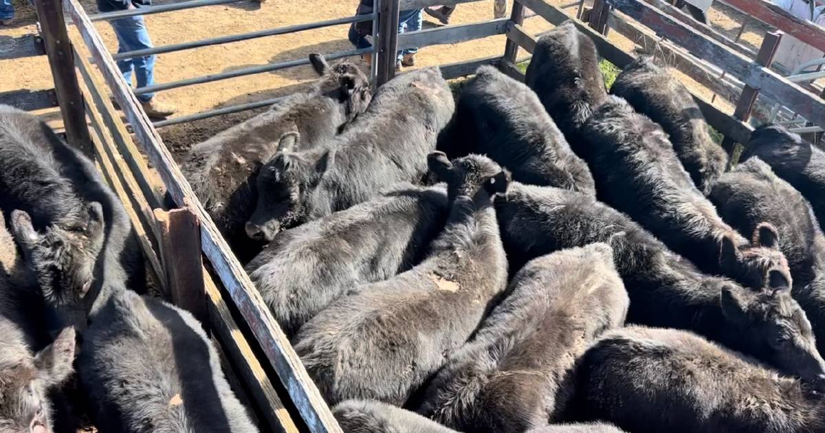 PTIC heifers sell for $900 at Braidwood