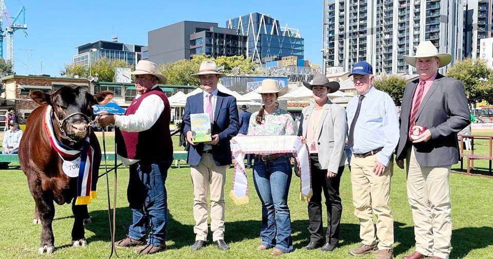 Ekka 2023: Red Angus stud cattle competition results | Queensland Country Life