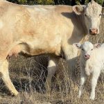 Australian sesame seed industry cold provide an ideal break crop in cotton rotations