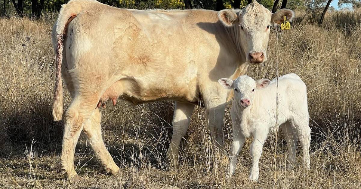 First look: Calves begin to drop from 2022's top selling bulls