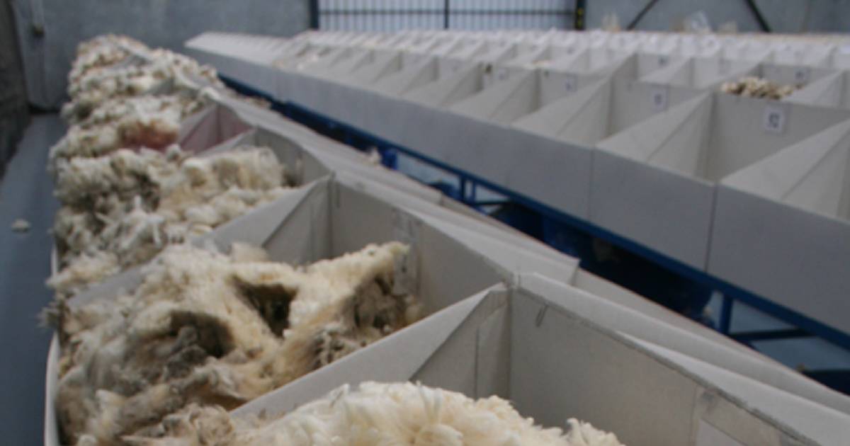 Major decline in wool test figures