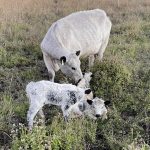 $30 million grains risk project launched at AgQuip