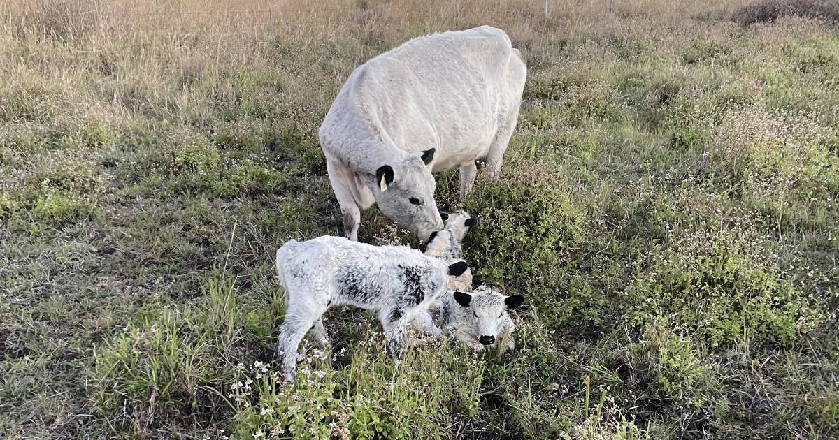 Speckle Park mum drops surprise triplets