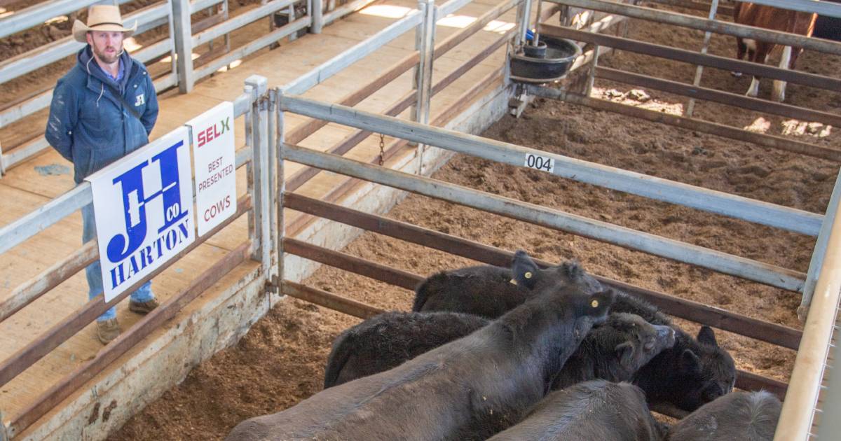 Angus steers sell to $1100 | The Land