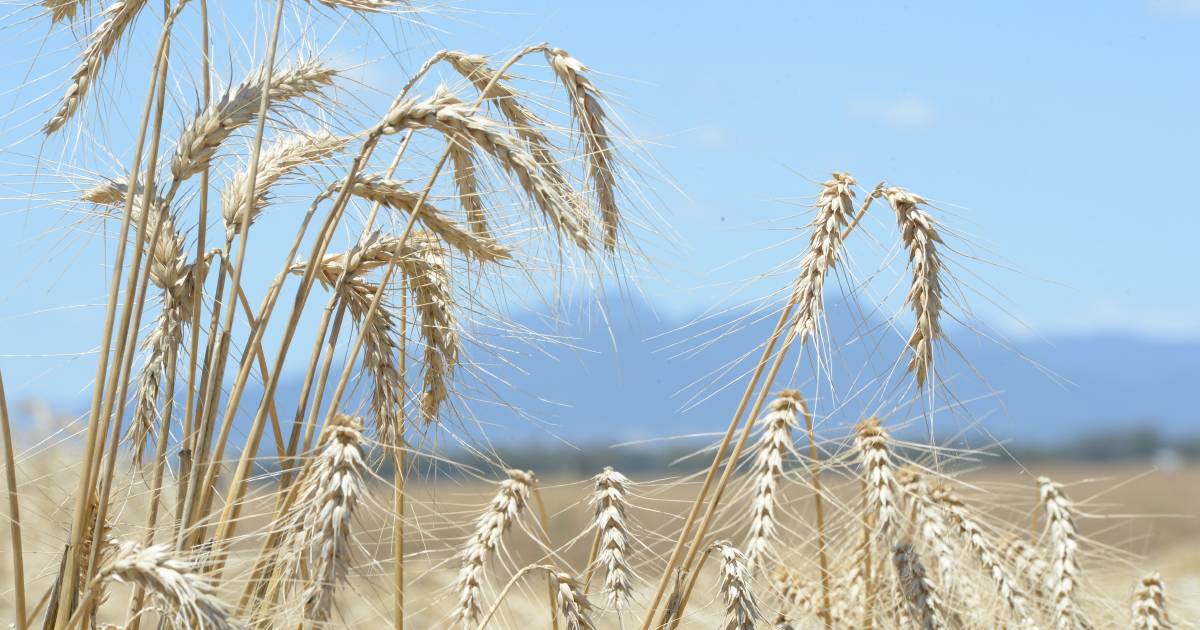 Winter crops round the home turn