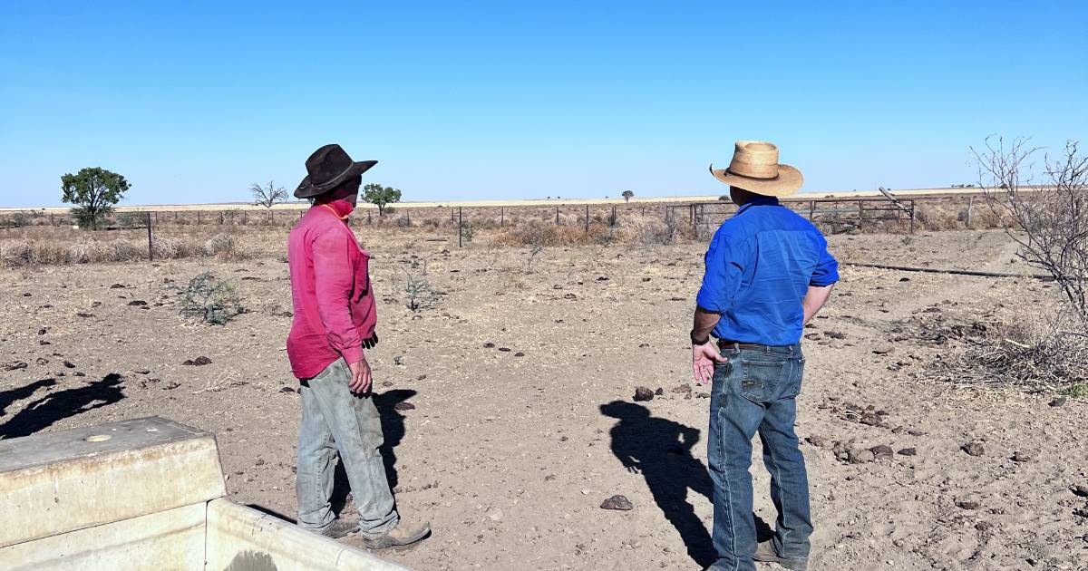 Cattle water intake behaviour subject of new Wilburra Downs research facility