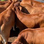 Droughtmaster feeder steers make 318c/$1382 at Moreton | Queensland Country Life