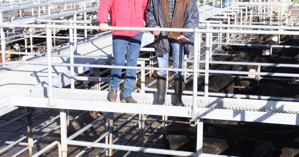 Beef steers sell to $1687 high at Boyanup | Farm Weekly