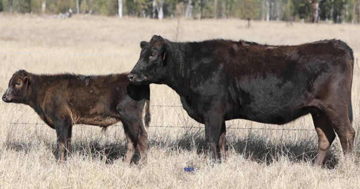 Cow and calf command north of $100,000 at Poll Wagyu premier sale