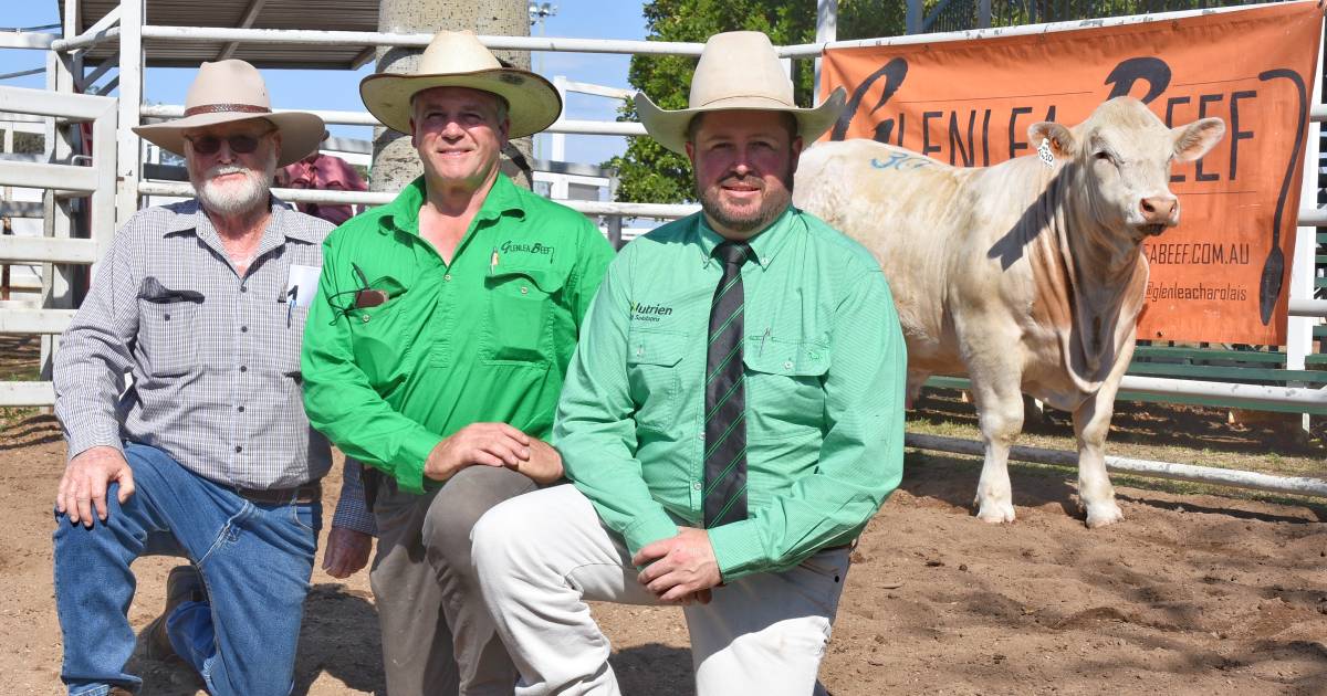 Yearling Charolais bull headlines Glenlea Beef's Clermont sale