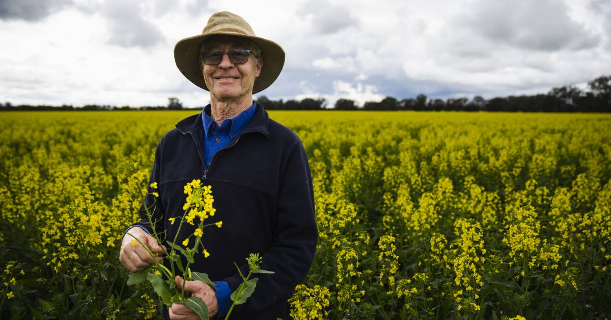 Wallacetown farmer Rob Gollasch positive about season as Riverina canola crops start to bloom | The Land