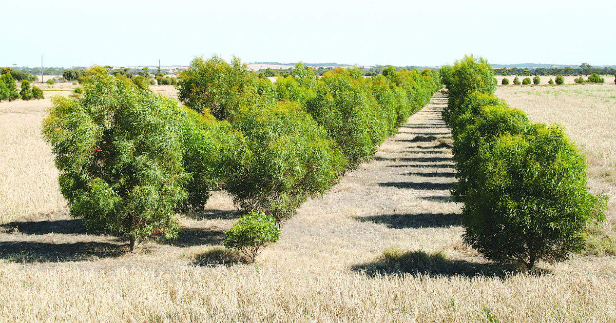 NAB backs climate-smart farming