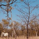 On the road to Cordillo Downs