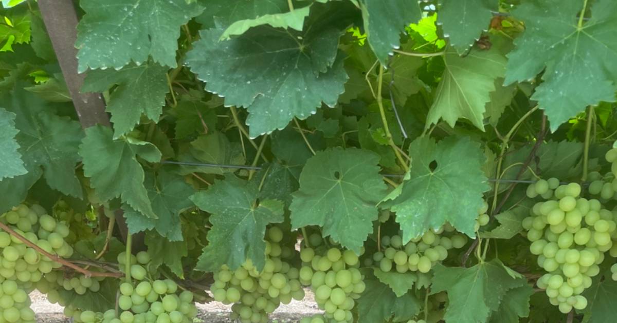 Vineyard presented with 32,400 protected table grape vines