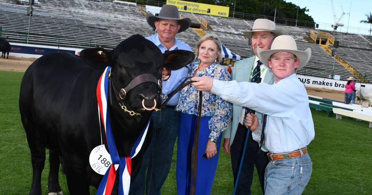 Ekka 2023: Brangus competition winners | Queensland Country Life