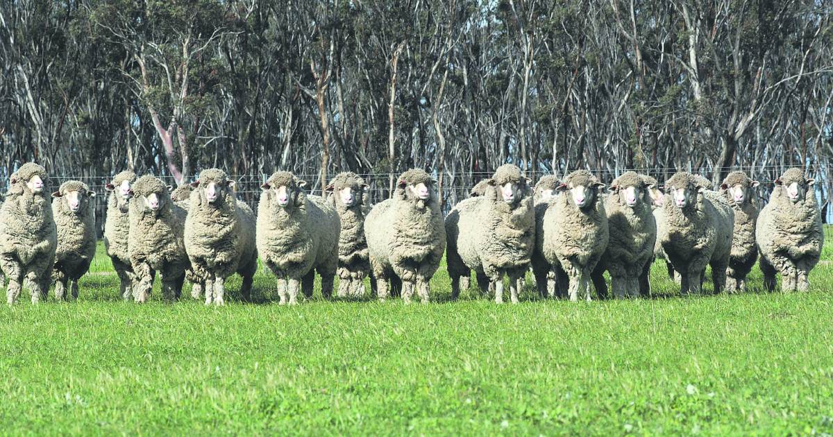 Ewe hogget competition at Newdegate Machinery Field Days 2023 | Farm Weekly