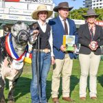 Ekka 2023: Braford's show quality over quantity