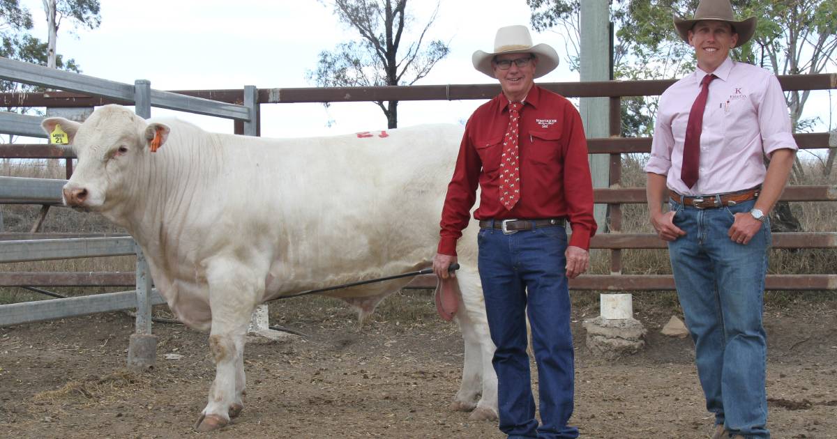 Charolais bull the top at Whitaker Beef bull sale