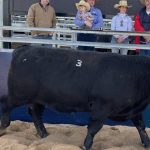 Sunsberry shines through at Temania Angus sale | The Land