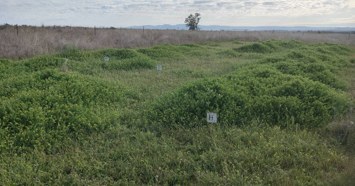 Down To Earth with Bob Freebairn: Fertiliser key to feeding the world | The Land