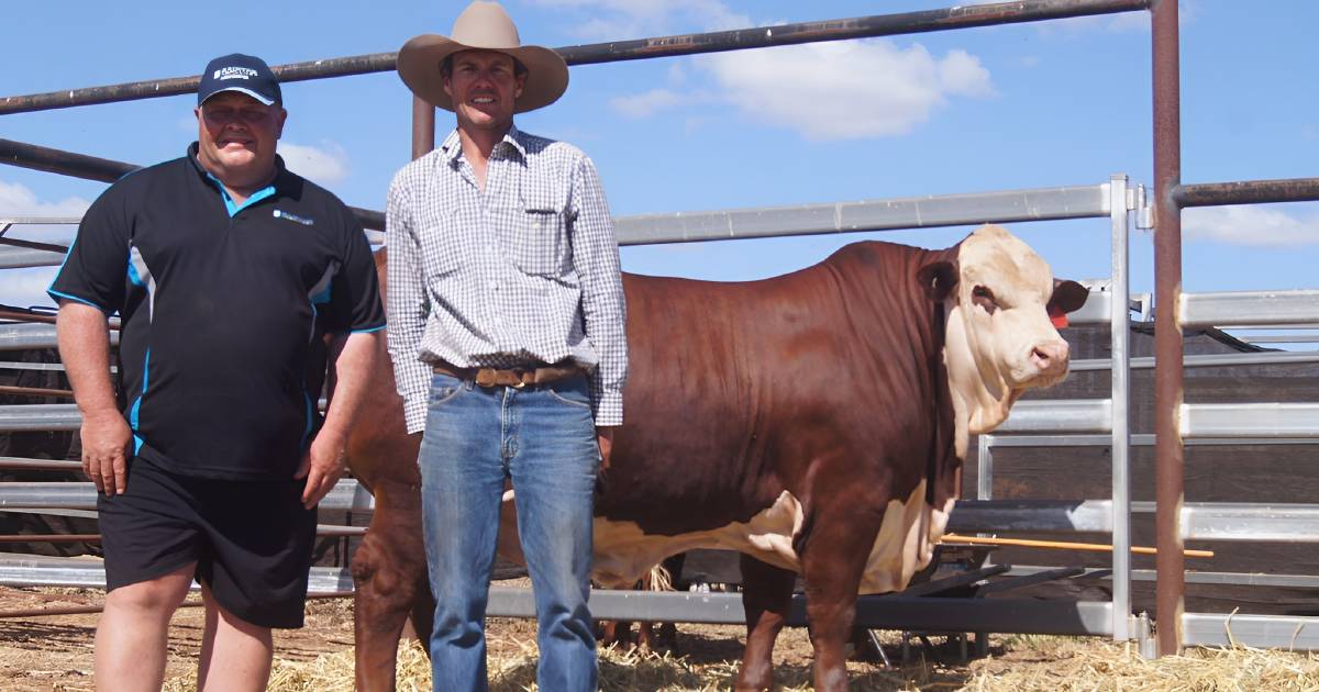 Carinya Brafords tops 2023 New Dimension sale | Queensland Country Life