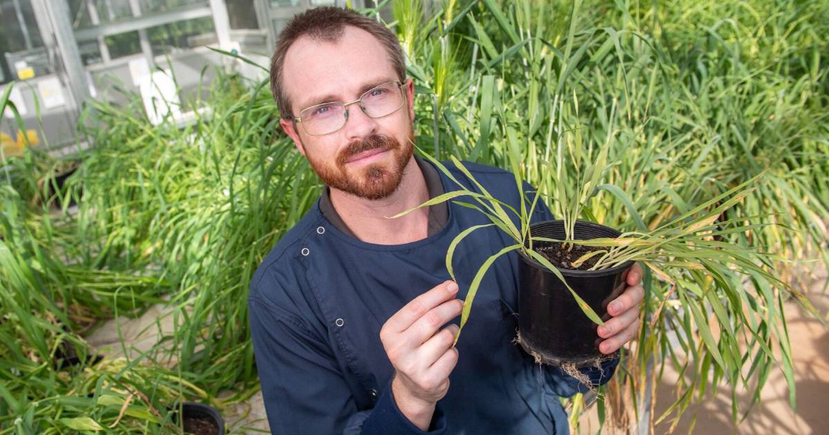 Fungicide resistance found in Qld barley