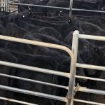 Weaner steers reach 388c/kg at Eidsvold