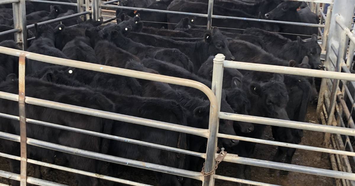 Cows with calves hit $1220 at Dubbo